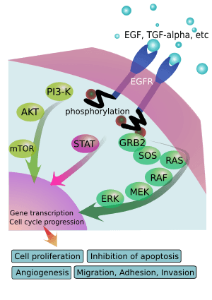 thumbnail of dbpedia resource