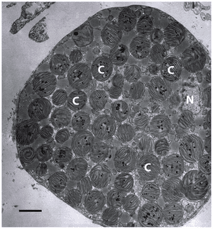 thumbnail of dbpedia resource