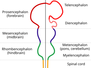 thumbnail of dbpedia resource