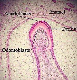 thumbnail of dbpedia resource