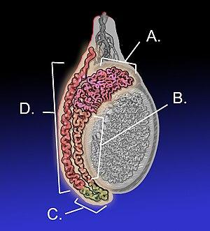 thumbnail of dbpedia resource