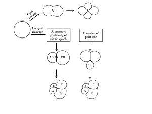 thumbnail of dbpedia resource