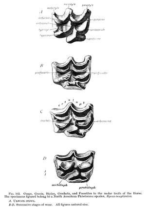 thumbnail of dbpedia resource