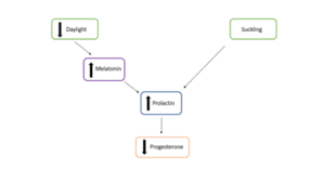 thumbnail of dbpedia resource