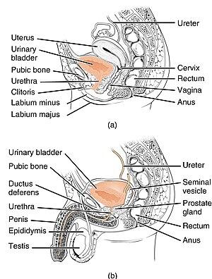 thumbnail of dbpedia resource