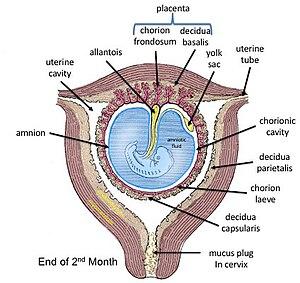 thumbnail of dbpedia resource