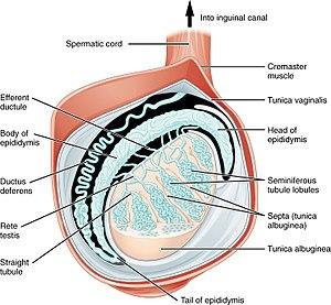 thumbnail of dbpedia resource