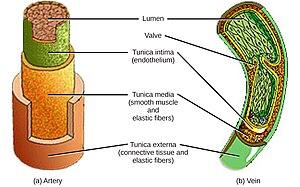 thumbnail of dbpedia resource