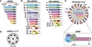 thumbnail of dbpedia resource