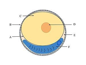 thumbnail of dbpedia resource