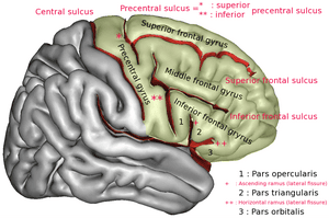 thumbnail of dbpedia resource