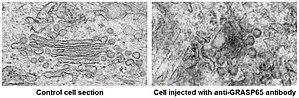 thumbnail of dbpedia resource