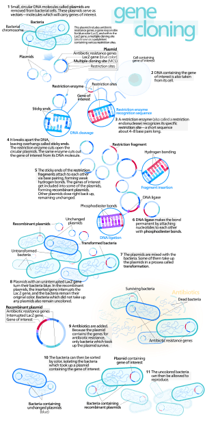 thumbnail of dbpedia resource