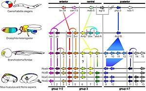 thumbnail of dbpedia resource