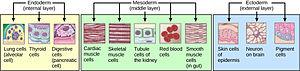 thumbnail of dbpedia resource