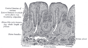 thumbnail of dbpedia resource