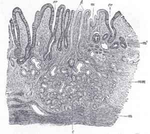 thumbnail of dbpedia resource