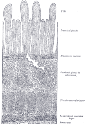 thumbnail of dbpedia resource