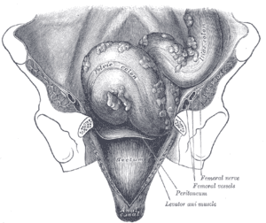 thumbnail of dbpedia resource