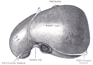 thumbnail of dbpedia resource