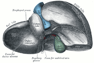 thumbnail of dbpedia resource