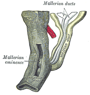 thumbnail of dbpedia resource