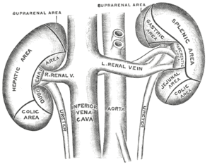 thumbnail of dbpedia resource