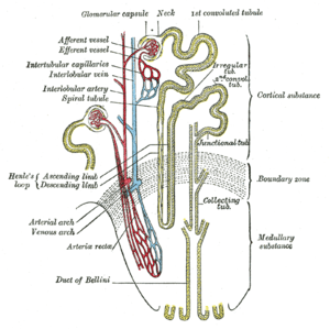 thumbnail of dbpedia resource