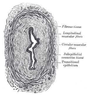 thumbnail of dbpedia resource