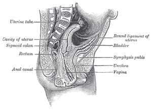 thumbnail of dbpedia resource