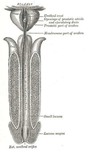 thumbnail of dbpedia resource