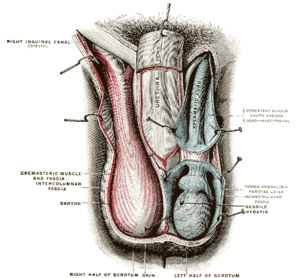 thumbnail of dbpedia resource