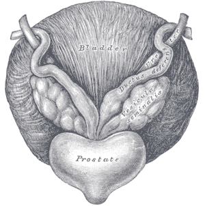 thumbnail of dbpedia resource