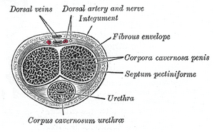 thumbnail of dbpedia resource