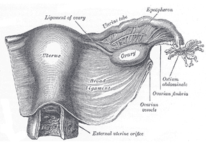 thumbnail of dbpedia resource