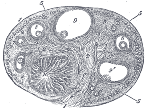 thumbnail of dbpedia resource