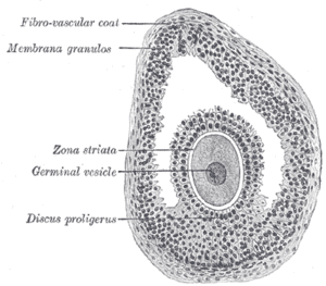 thumbnail of dbpedia resource