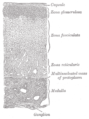 thumbnail of dbpedia resource