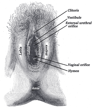 thumbnail of dbpedia resource