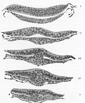 thumbnail of dbpedia resource