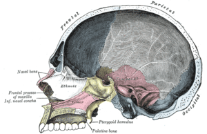 thumbnail of dbpedia resource