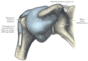 thumbnail of dbpedia resource