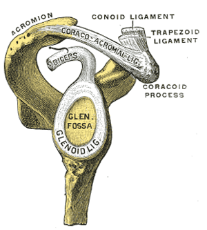 thumbnail of dbpedia resource