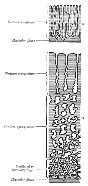 thumbnail of dbpedia resource