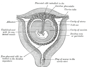 thumbnail of dbpedia resource