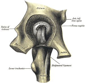 thumbnail of dbpedia resource