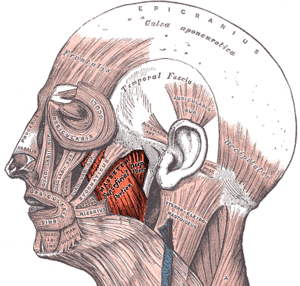 thumbnail of dbpedia resource