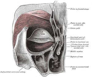 thumbnail of dbpedia resource