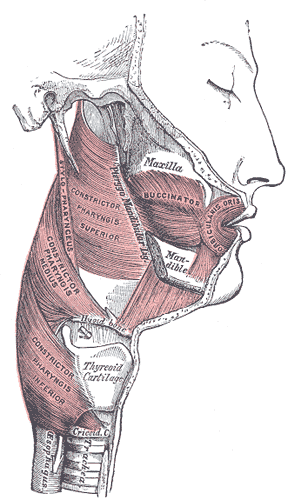 thumbnail of dbpedia resource