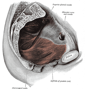 thumbnail of dbpedia resource